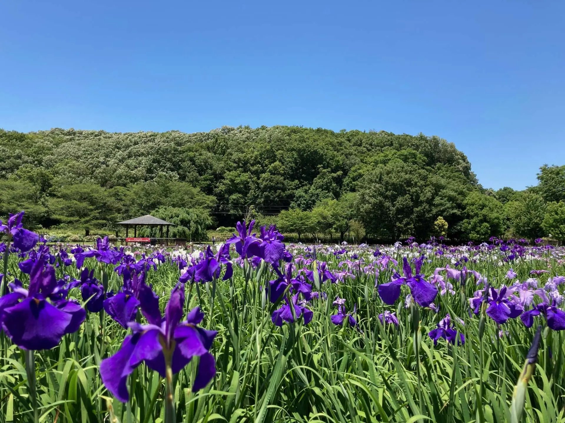 🌸 북산 공원(키타야마 코엔) 이미지 6